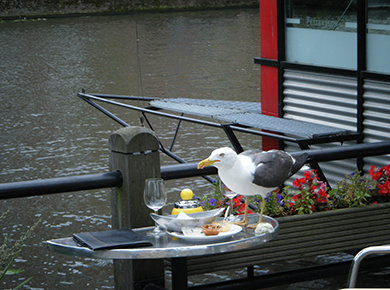 Leiden.M