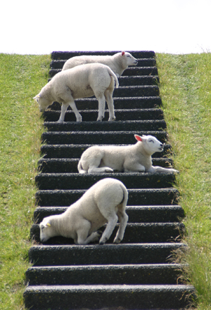 lammetjes.M.