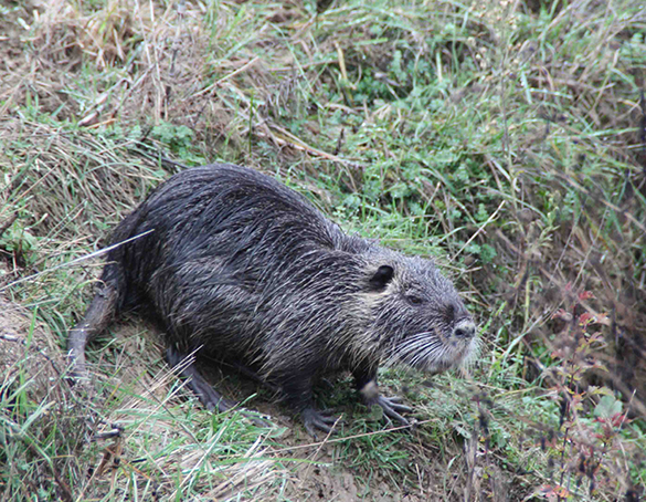 nutria.L