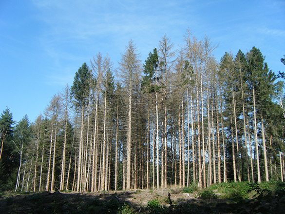 Veluwe.L